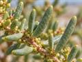 معرفی و نگهداری سوئدا فروتیکوسا (Shrubby Seablite)